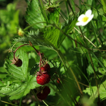 wild strawberries