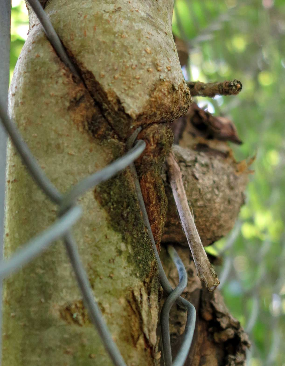 tree and fence
