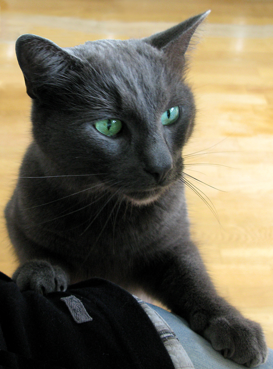 kitty