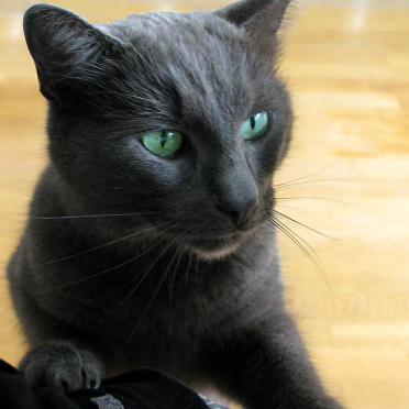 kitty