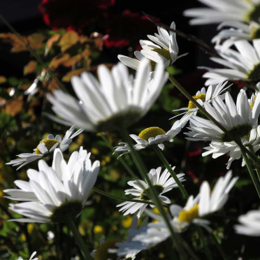 common daisy