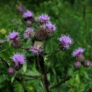 thistle