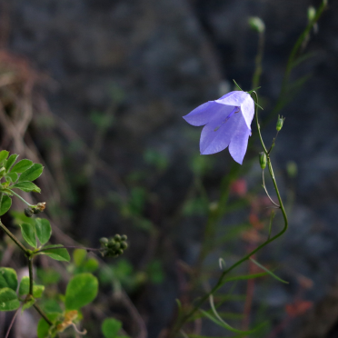 harebell 