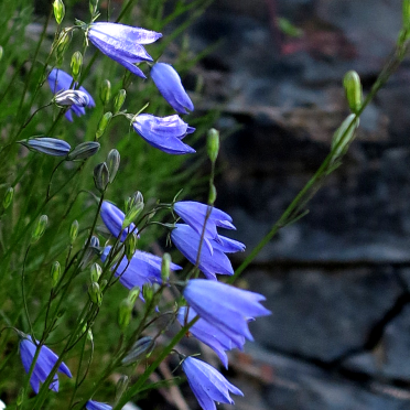 harebell