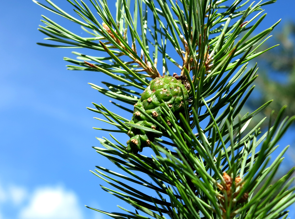 fir cone