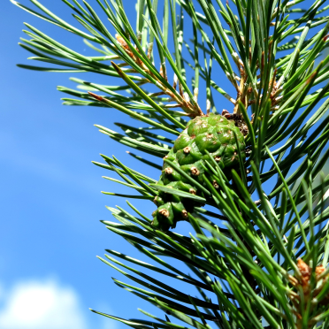 fir cone