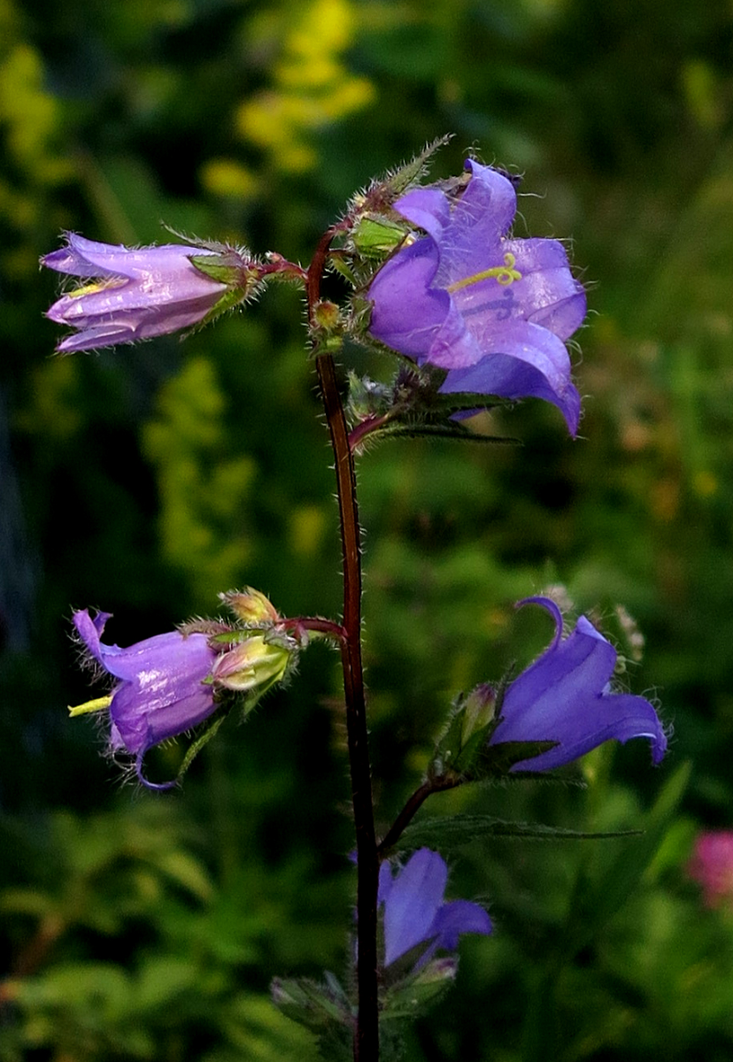 bluebell