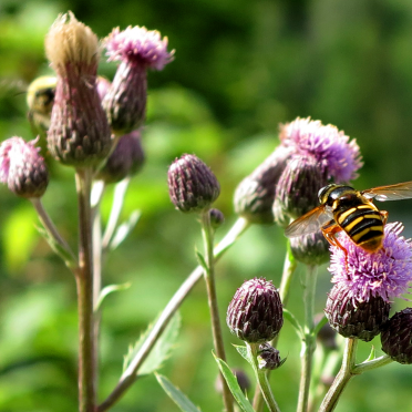 thistles 