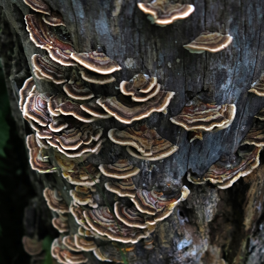bracket fungi