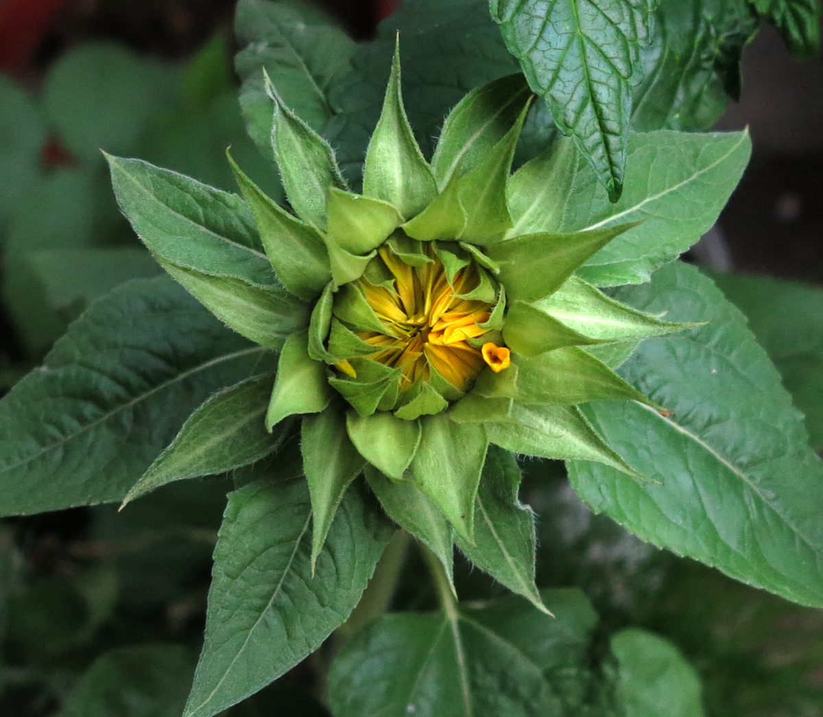sunflower
