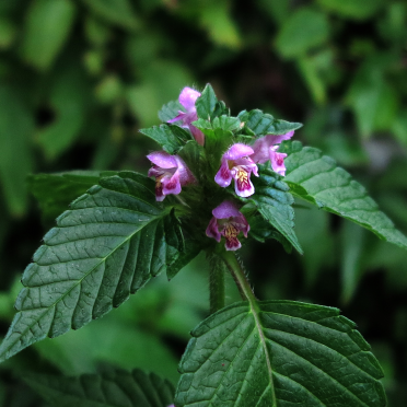 common hemp nettle