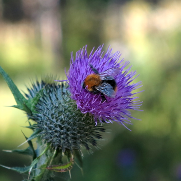 bumble bee on thistle