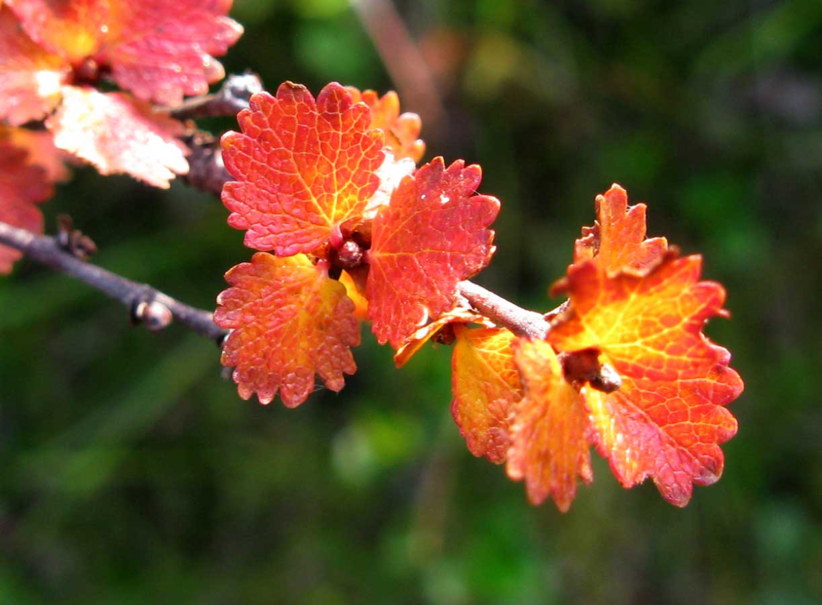 dwarf birch