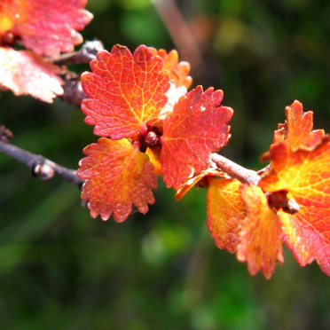 dwarf birch