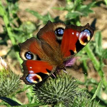 european peacock butterfly,