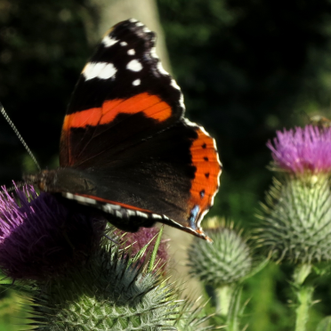 red admiral butterfly 
