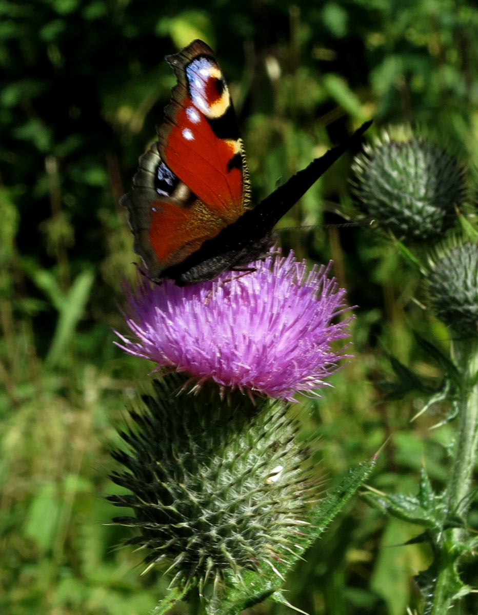 peacock butterfly