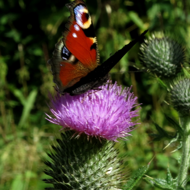 peacock butterfly