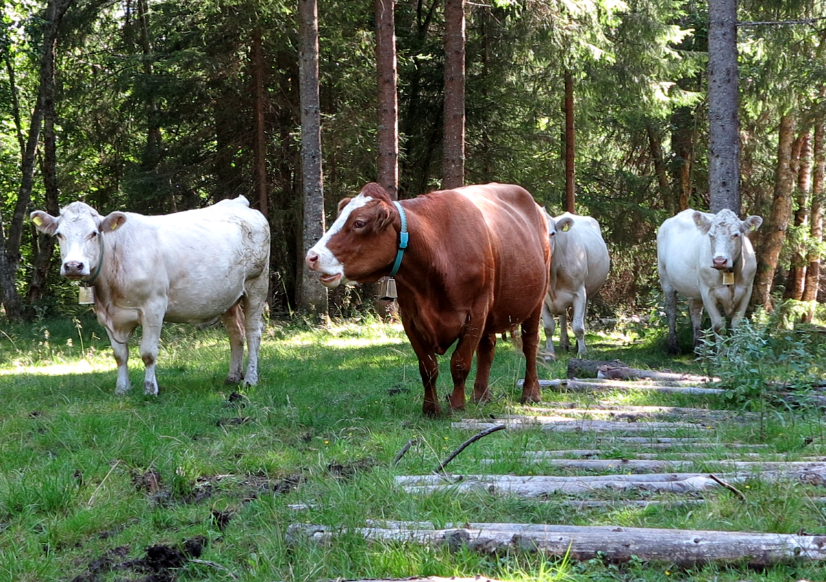 mooooooo