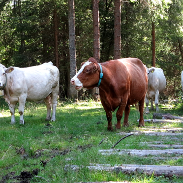 mooooooo