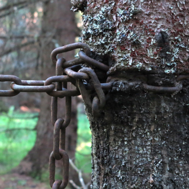 tree and chain