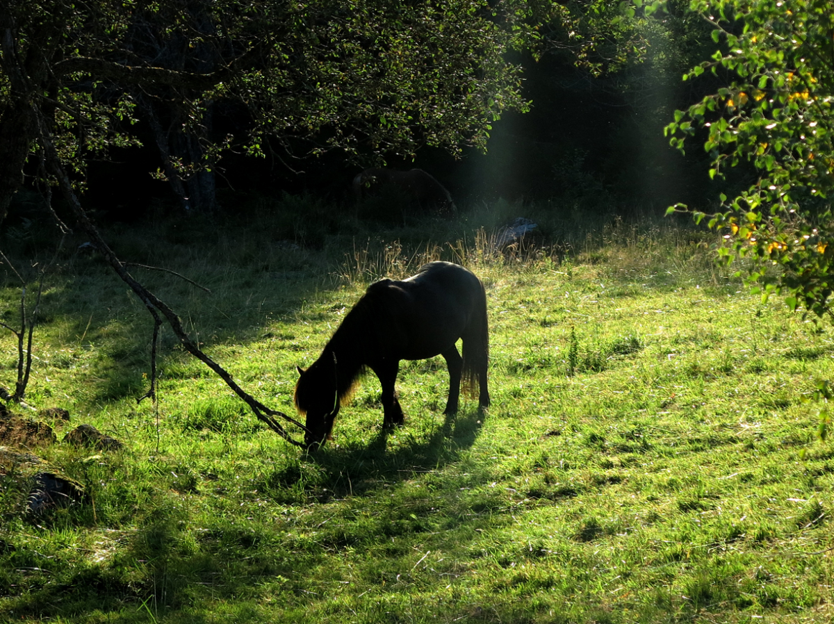 horsie