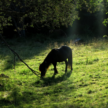 horsie