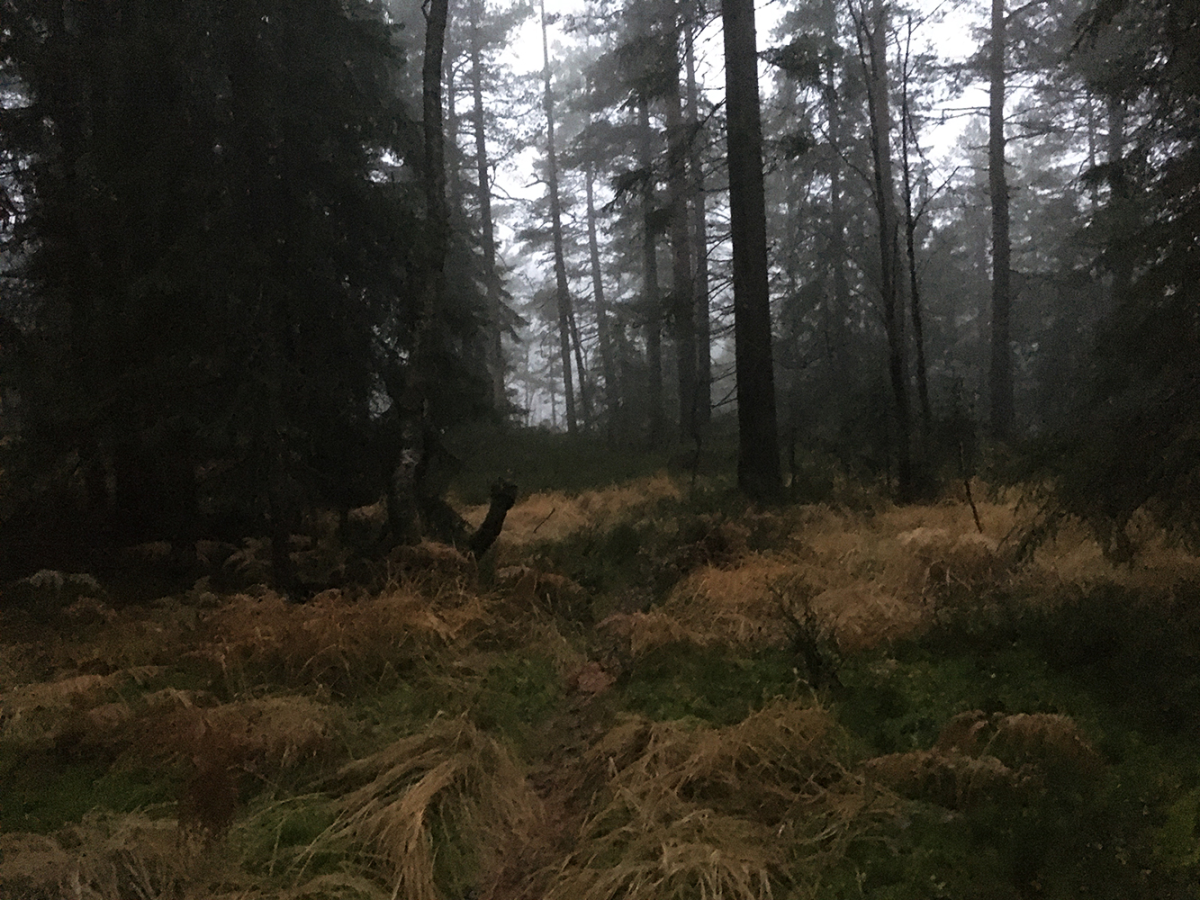 fern