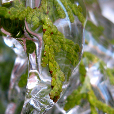 ice