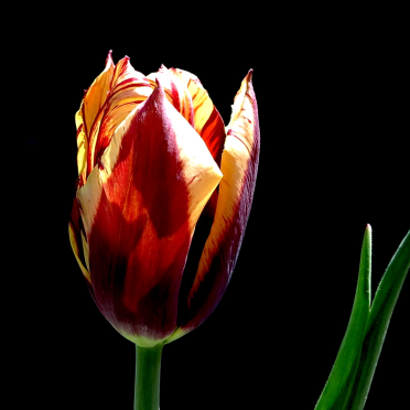 parrot tulip