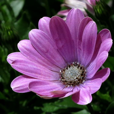 daisybush