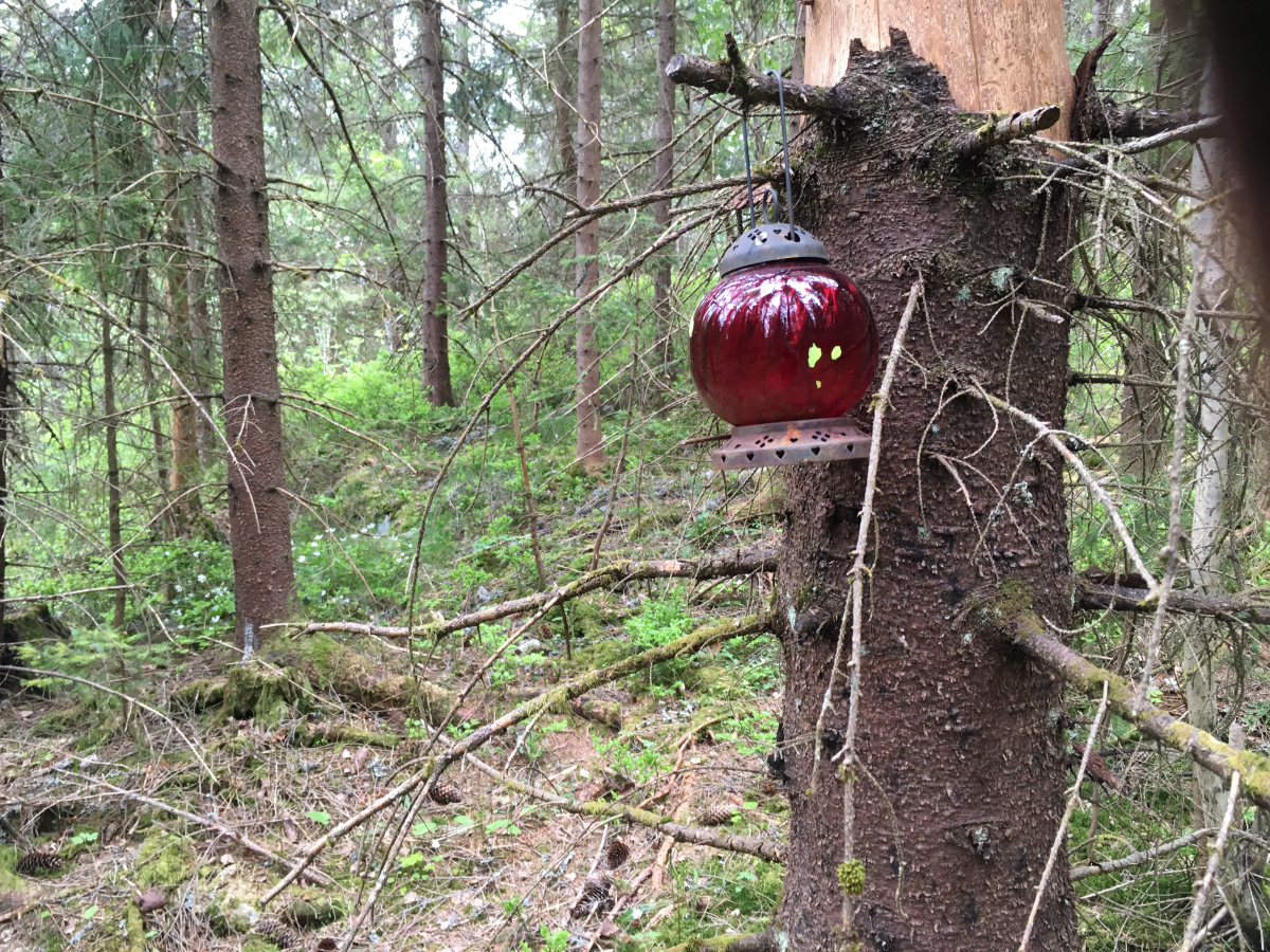 decorated forest