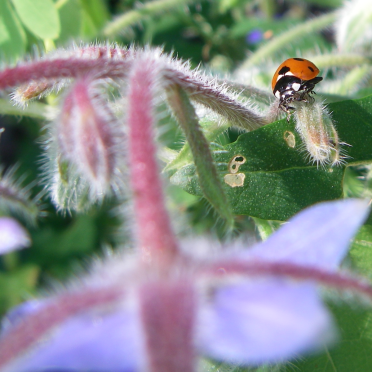 ladybird on borage