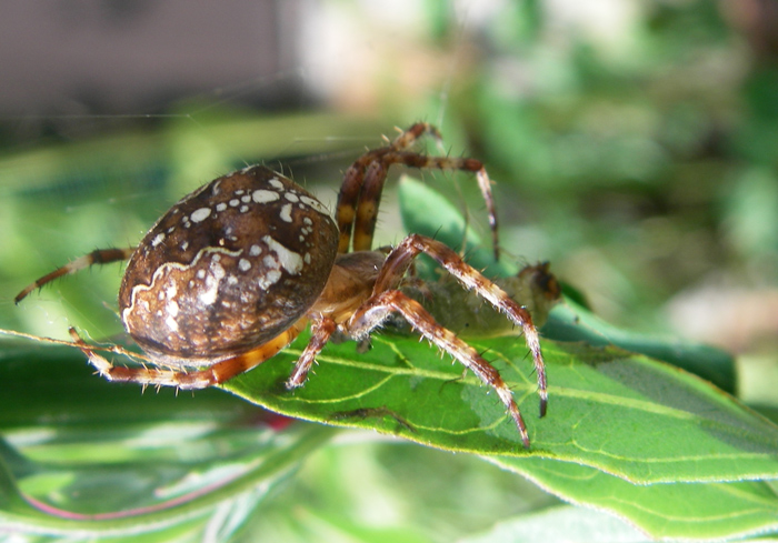 garden spider