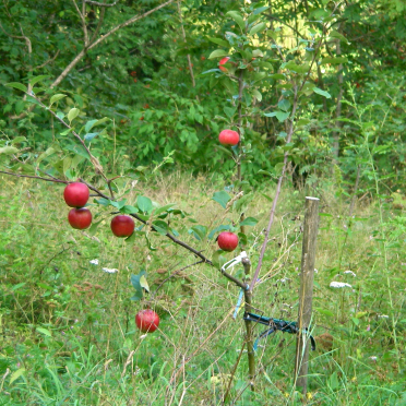 apple tree