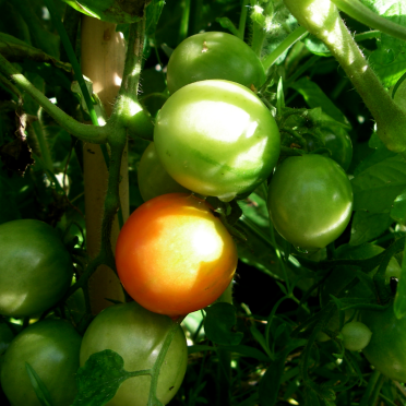tomatoes