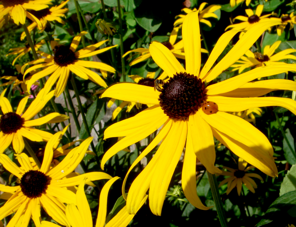 echinaceae