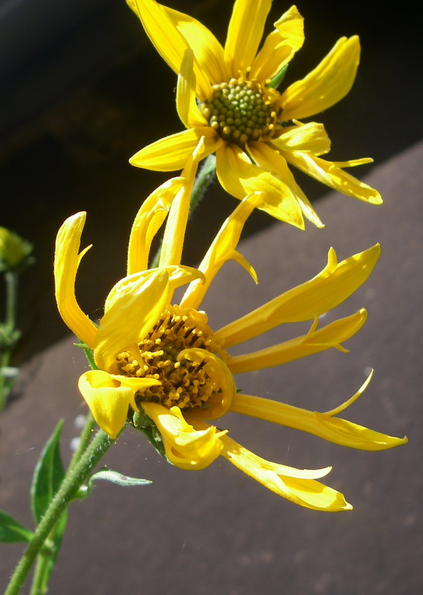 Jerusalem artichoke