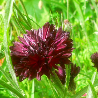 corn flower