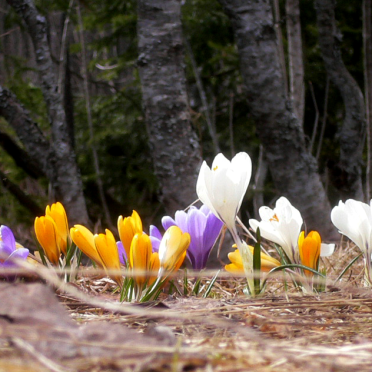 Crocus longiflorus