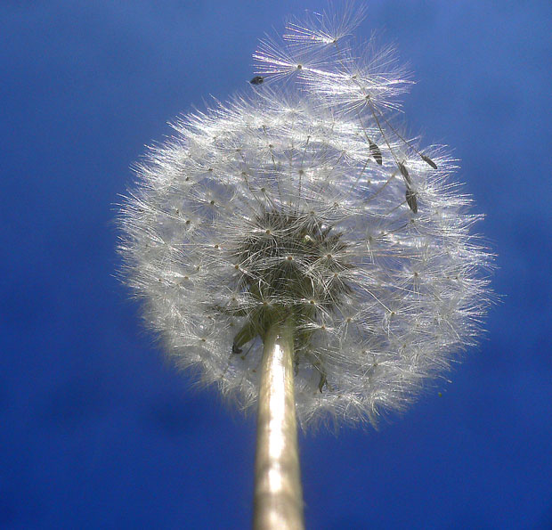 dandelion