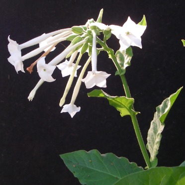 nicotianana