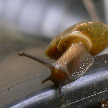 lapidary snail