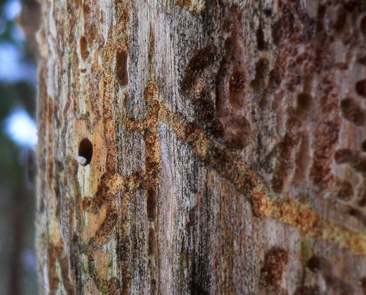 bark