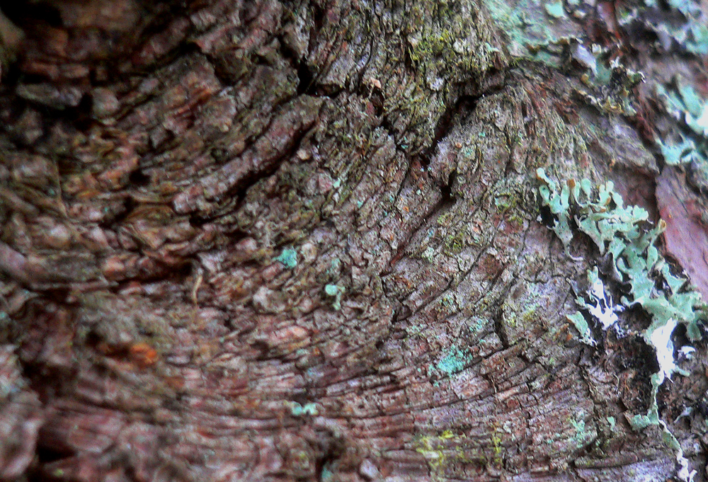 bark