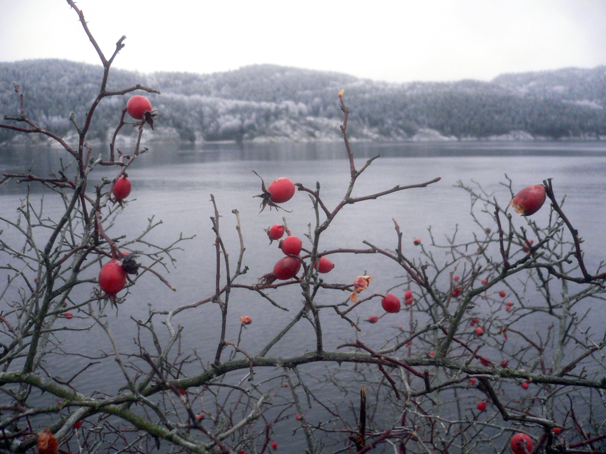 wild rose