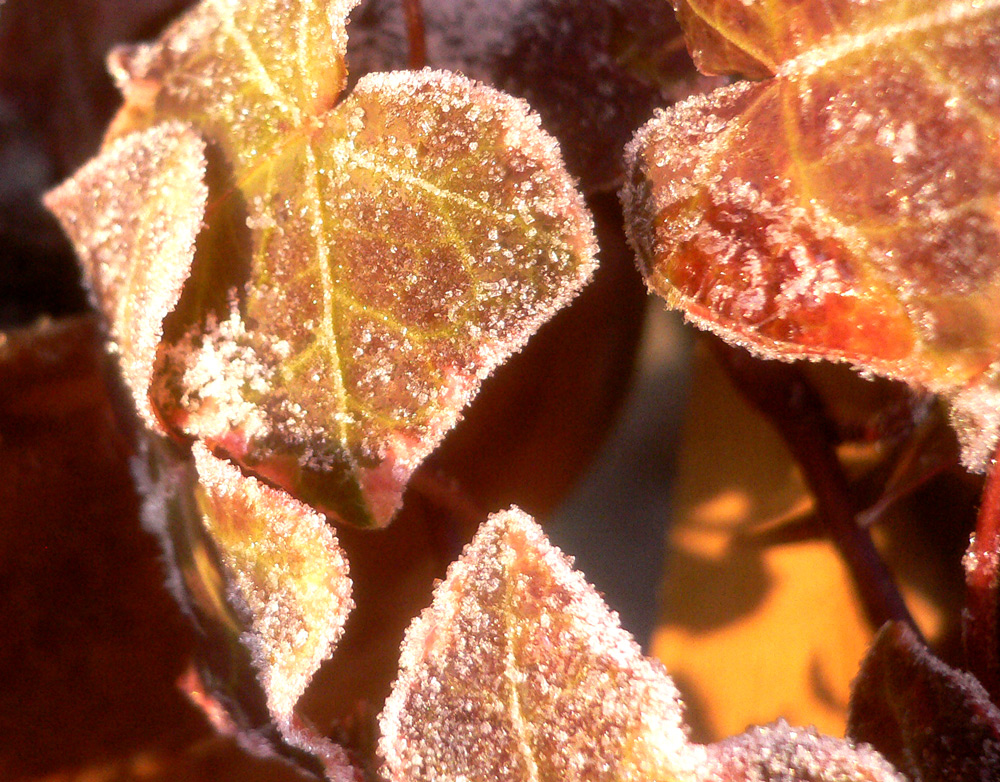 ivy
