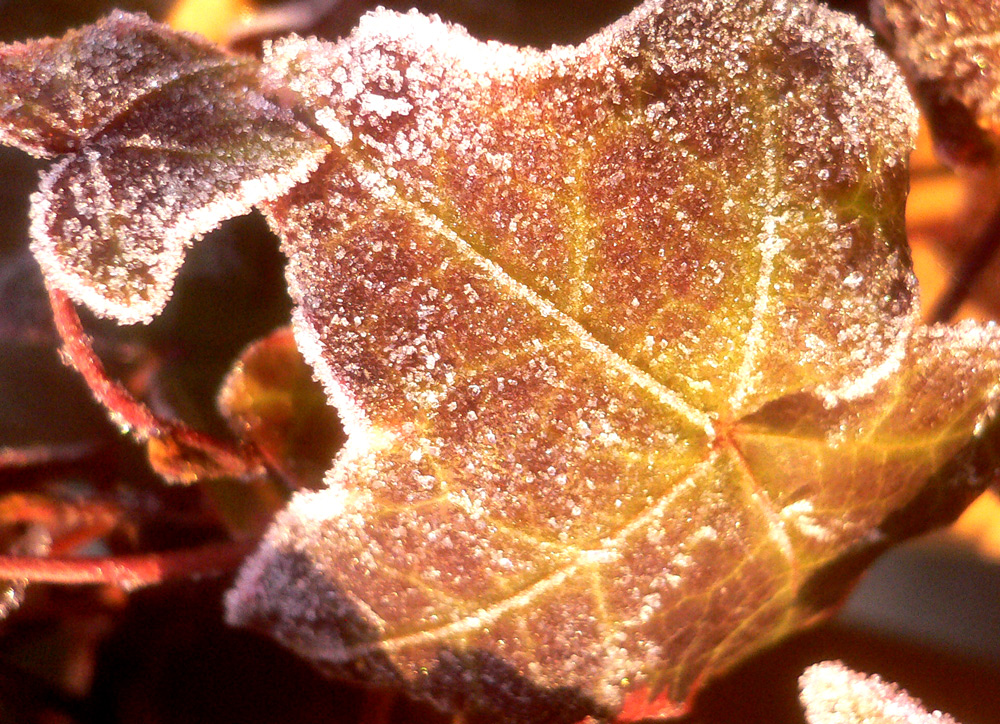 ivy