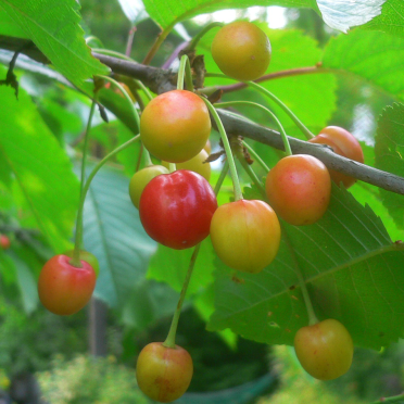 cherries