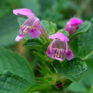 red deadnettle
